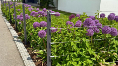 Pfosten für Drahtseilzäune
